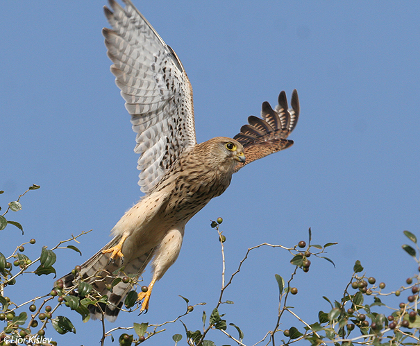  בז מצוי Common Kestrel Falco  Tinnunculus                                 עמק בית שאן ינואר 2007